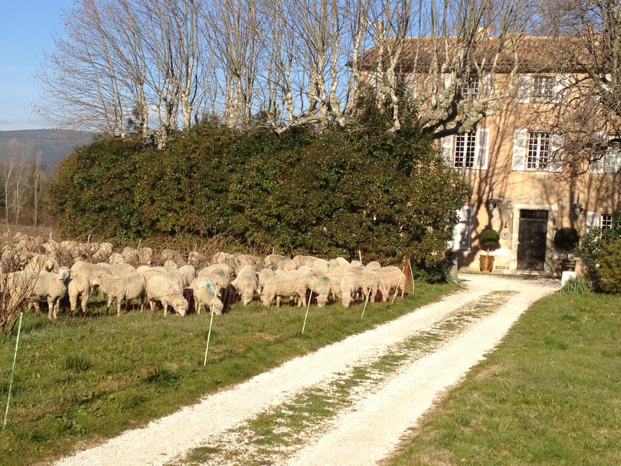 B&B Domaine Le Clos Du Pavillon Brignoles Dış mekan fotoğraf